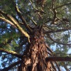 Countryside Tree & Garden Services