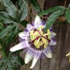 Fiore Landscaping & Gardening