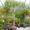 Plantation Road Nursery