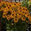 Springwell Nursery & Garden Centre