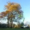 Branching Out Tree Services