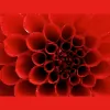Flourish & Bloom
