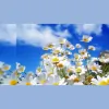 Anglian Garden Services