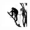 S B Tree Services