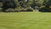 Turf Grass