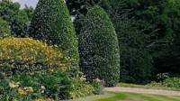 Hedge Cutting